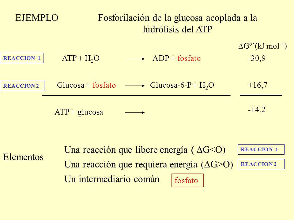 Fosforilación de la glucosa acoplada a la hidrólisis del ATP