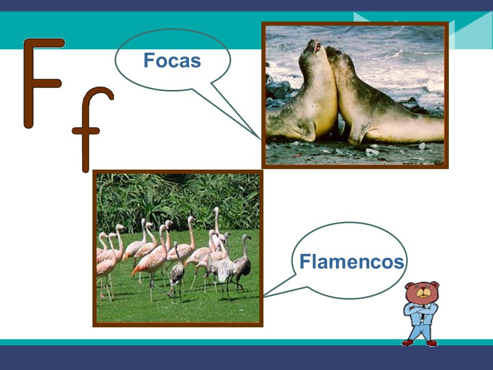 Focas Flamencos