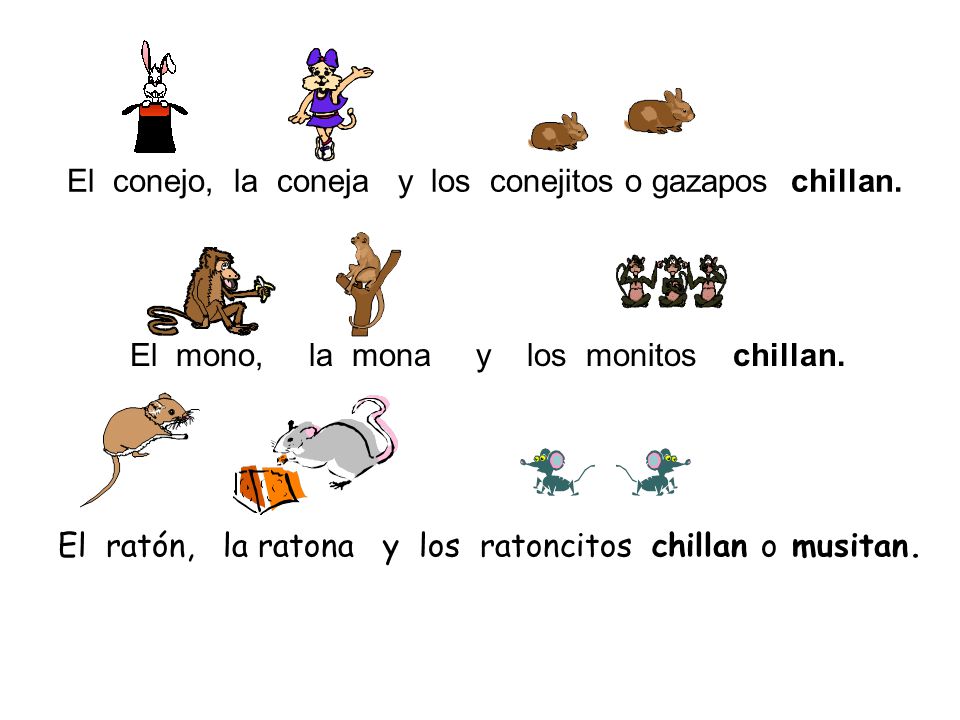 El conejo, la coneja y los conejitos o gazapos chillan.