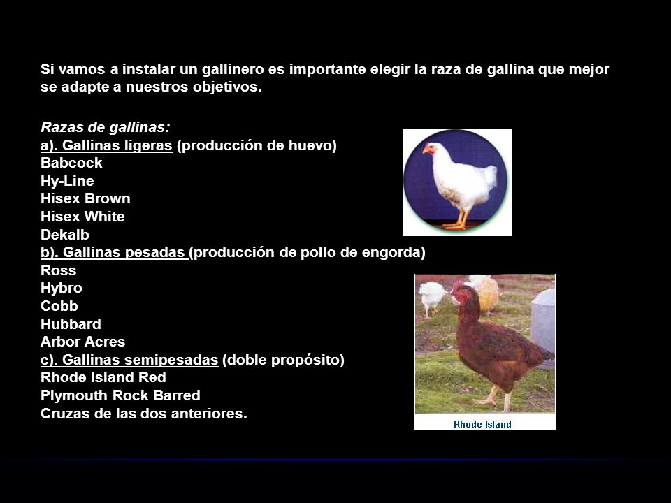 Si vamos a instalar un gallinero es importante elegir la raza de gallina que mejor se adapte a nuestros objetivos.