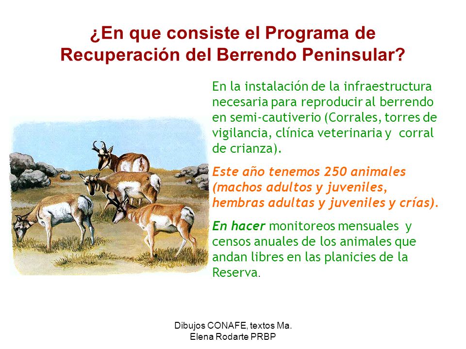 ¿En que consiste el Programa de Recuperación del Berrendo Peninsular