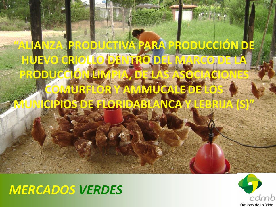 ALIANZA PRODUCTIVA PARA PRODUCCIÓN DE HUEVO CRIOLLO DENTRO DEL MARCO DE LA PRODUCCIÓN LIMPIA, DE LAS ASOCIACIONES COMURFLOR Y AMMUCALE DE LOS MUNICIPIOS DE FLORIDABLANCA Y LEBRIJA (S)