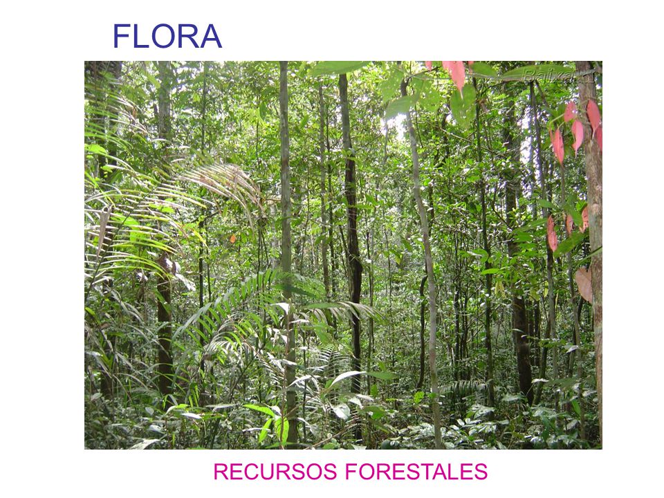 FLORA RECURSOS FORESTALES