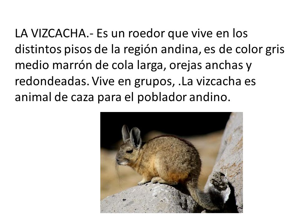 LA VIZCACHA.- Es un roedor que vive en los distintos pisos de la región andina, es de color gris medio marrón de cola larga, orejas anchas y redondeadas.