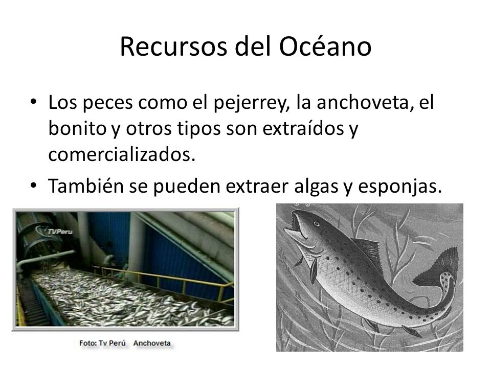 Recursos del Océano Los peces como el pejerrey, la anchoveta, el bonito y otros tipos son extraídos y comercializados.