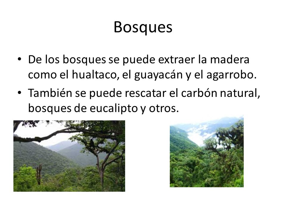 Bosques De los bosques se puede extraer la madera como el hualtaco, el guayacán y el agarrobo.