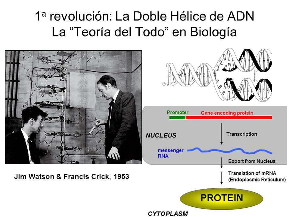 1a revolución: La Doble Hélice de ADN La Teoría del Todo en Biología