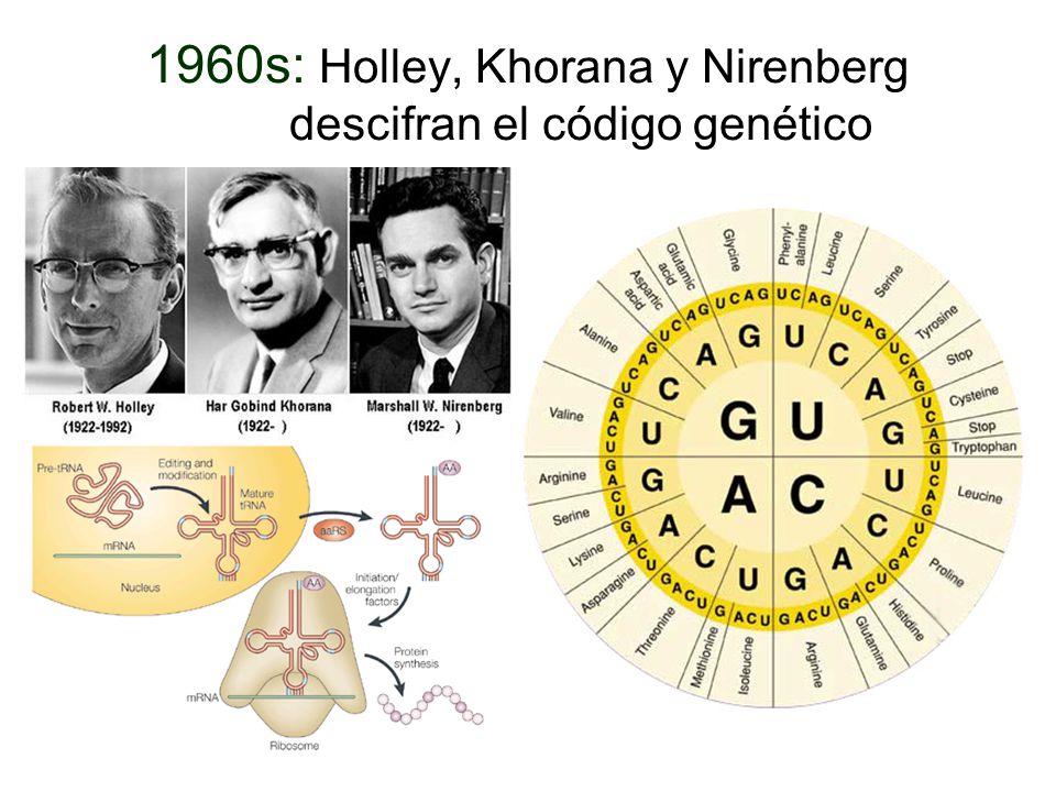 1960s: Holley, Khorana y Nirenberg descifran el código genético