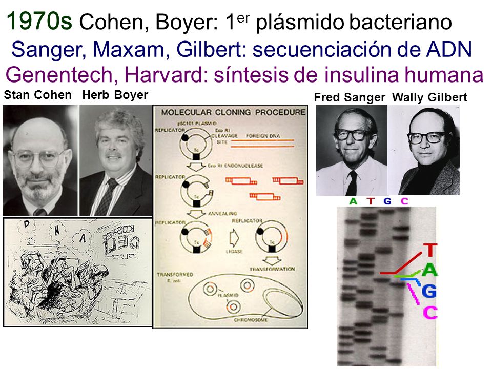 1970s Cohen, Boyer: 1er plásmido bacteriano Genentech, Harvard: síntesis de insulina humana