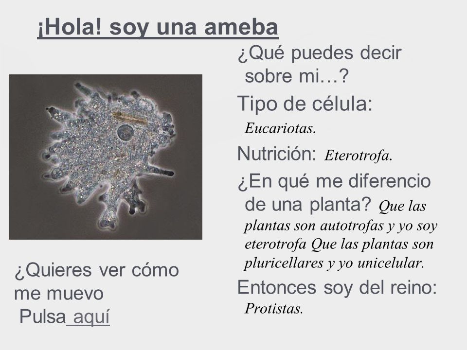 ¡Hola! soy una ameba Tipo de célula: Eucariotas.