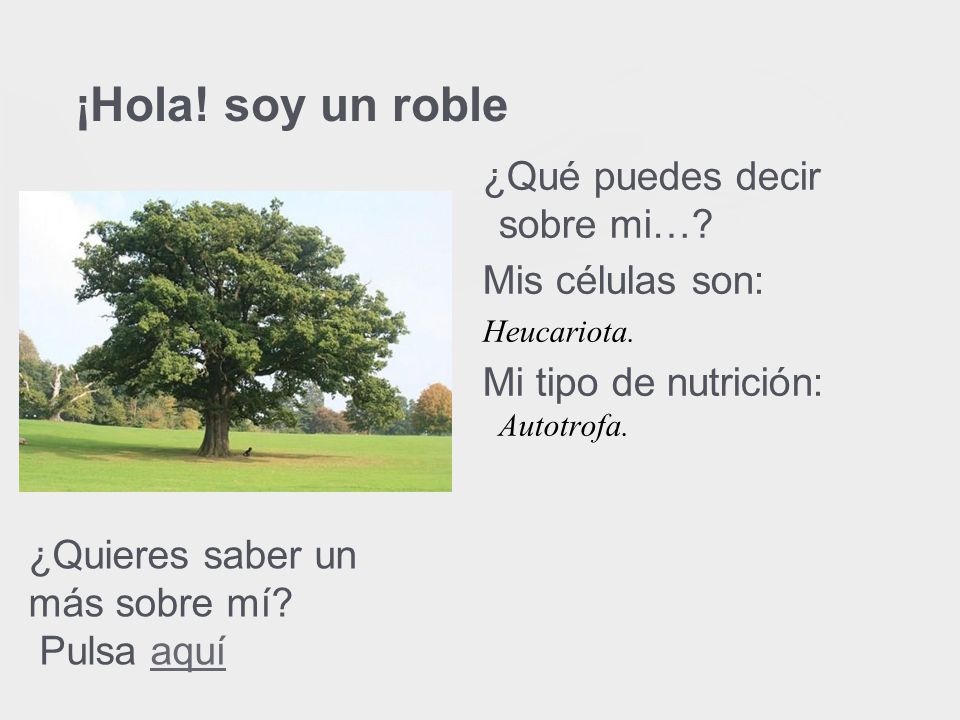 ¡Hola! soy un roble ¿Qué puedes decir sobre mi… Mis células son: