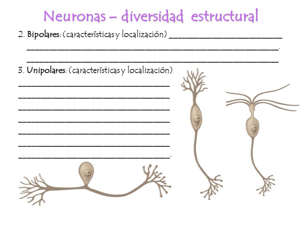 Neuronas – diversidad estructural