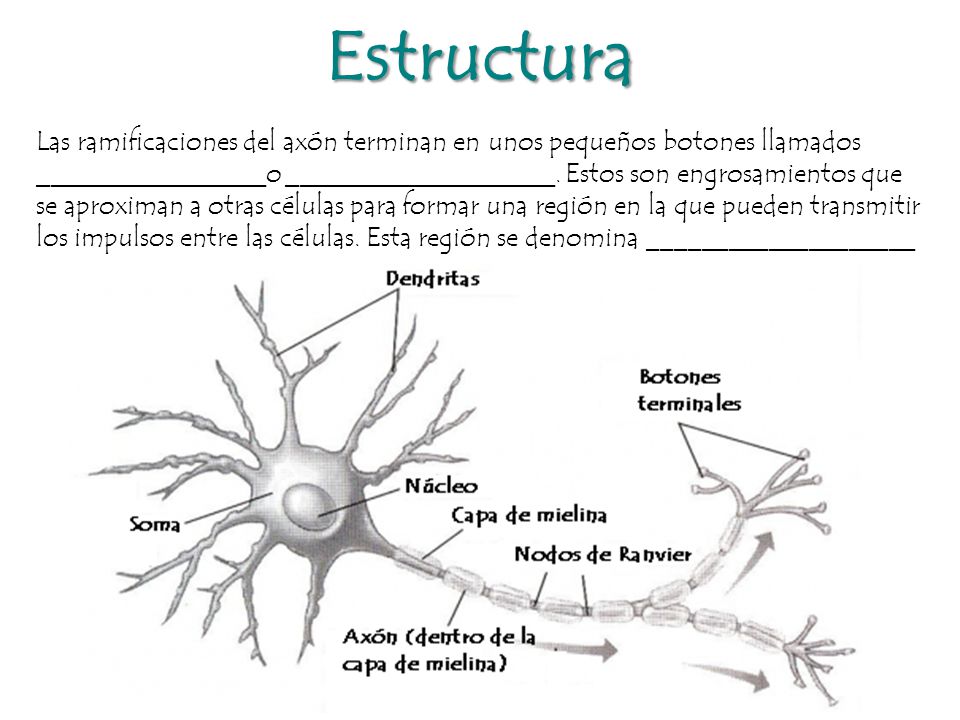 Estructura Las ramificaciones del axón terminan en unos pequeños botones llamados.