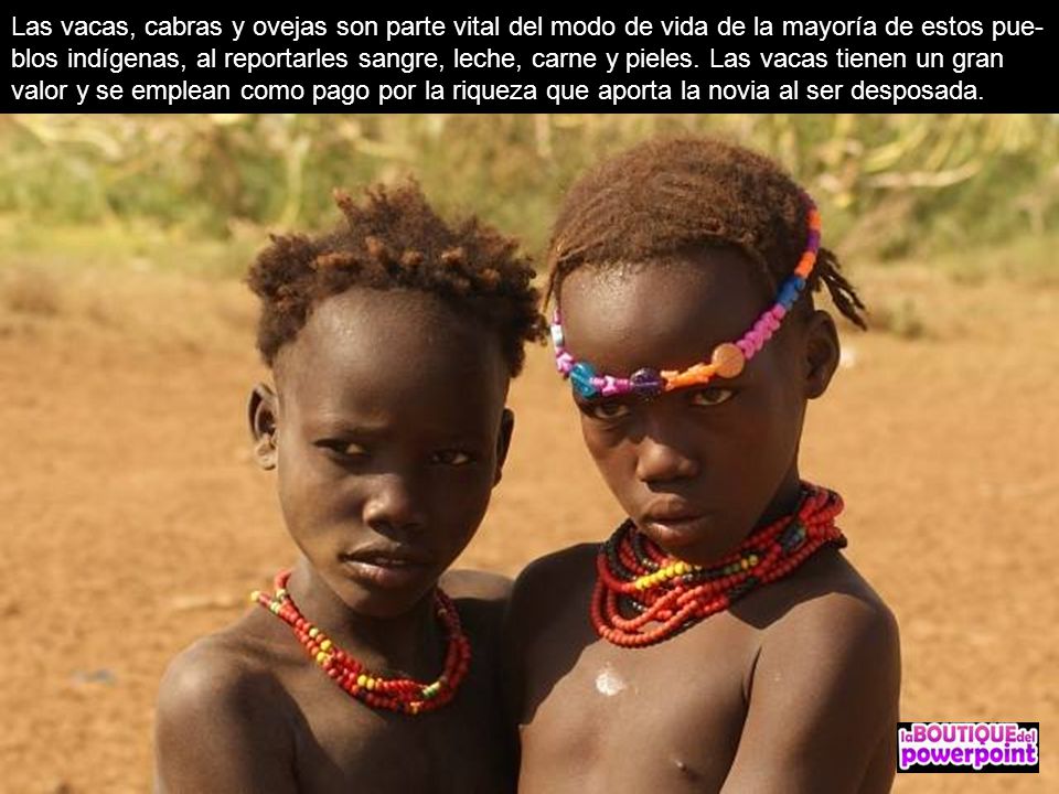 Las vacas, cabras y ovejas son parte vital del modo de vida de la mayoría de estos pue-blos indígenas, al reportarles sangre, leche, carne y pieles.