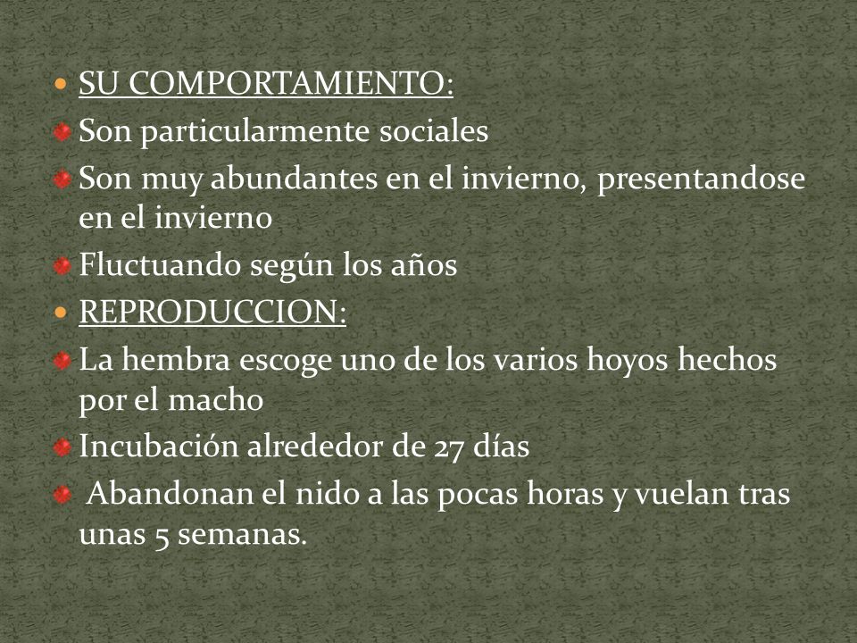 SU COMPORTAMIENTO: Son particularmente sociales. Son muy abundantes en el invierno, presentandose en el invierno.