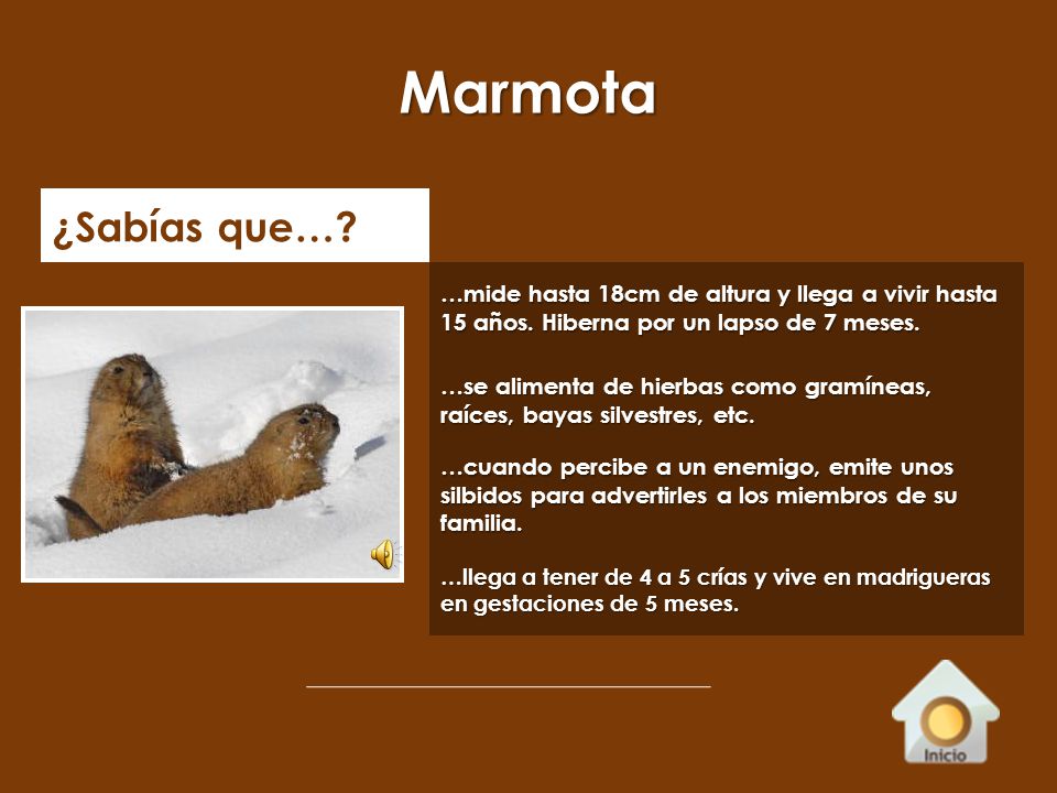 Marmota ¿Sabías que… …mide hasta 18cm de altura y llega a vivir hasta 15 años. Hiberna por un lapso de 7 meses.