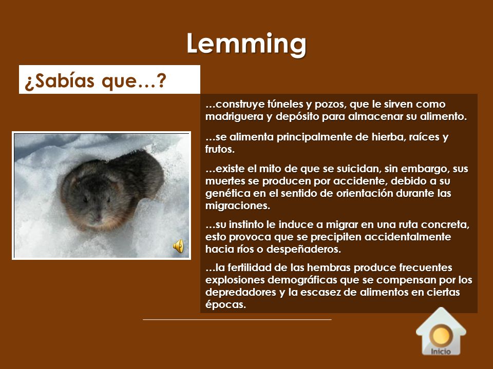 Lemming ¿Sabías que… …construye túneles y pozos, que le sirven como madriguera y depósito para almacenar su alimento.