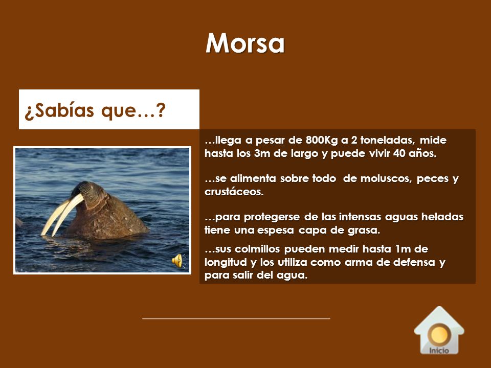 Morsa ¿Sabías que… …llega a pesar de 800Kg a 2 toneladas, mide hasta los 3m de largo y puede vivir 40 años.