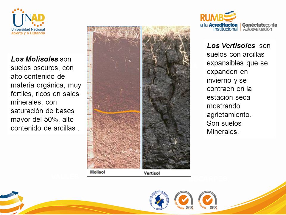 Los Vertisoles son suelos con arcillas expansibles que se expanden en invierno y se contraen en la estación seca mostrando agrietamiento.