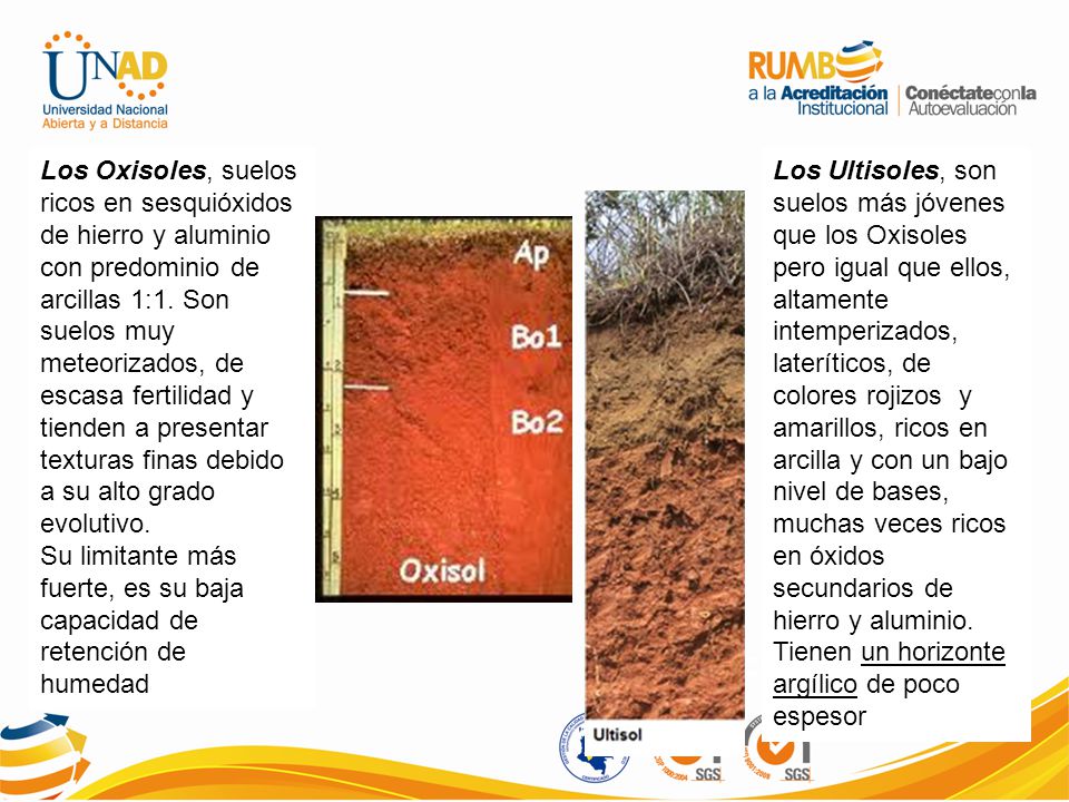 Los Oxisoles, suelos ricos en sesquióxidos de hierro y aluminio con predominio de arcillas 1:1. Son suelos muy meteorizados, de escasa fertilidad y tienden a presentar texturas finas debido a su alto grado evolutivo.
