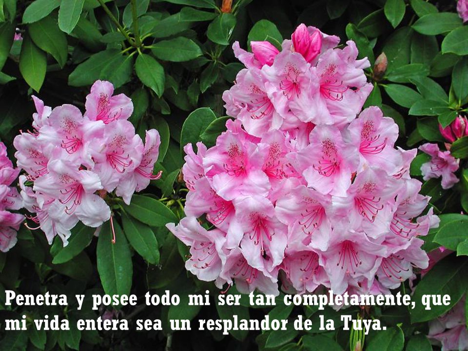 Penetra y posee todo mi ser tan completamente, que mi vida entera sea un resplandor de la Tuya.