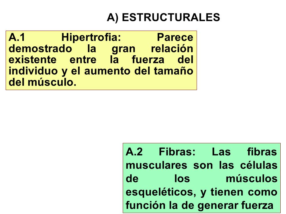 A) ESTRUCTURALES A.1 Hipertrofia: Parece demostrado la gran relación existente entre la fuerza del individuo y el aumento del tamaño del músculo.