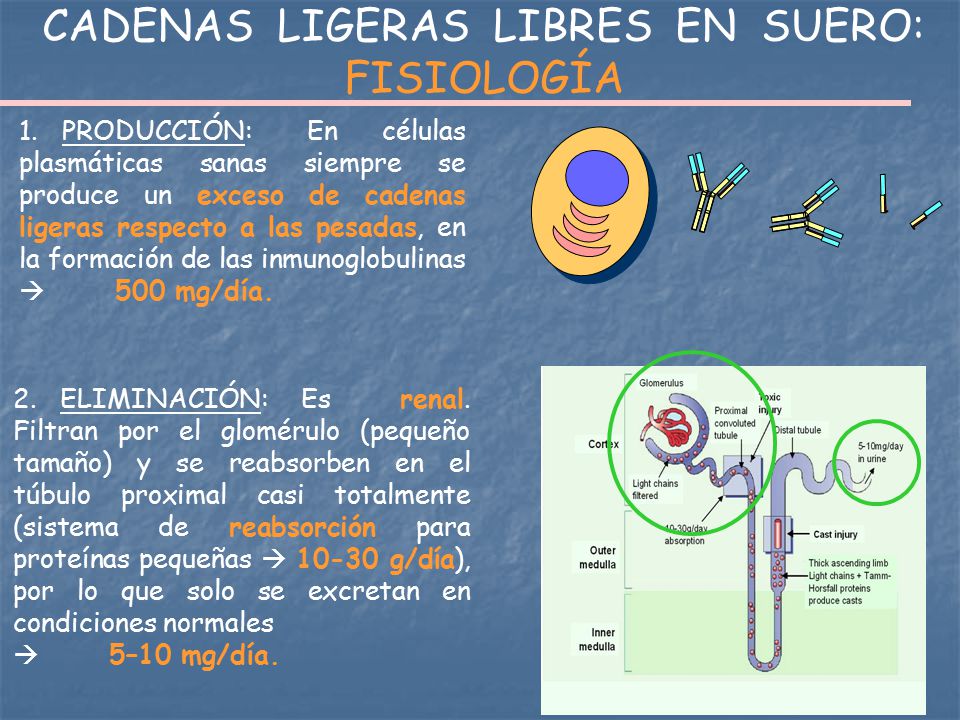 CADENAS LIGERAS LIBRES EN SUERO: FISIOLOGÍA