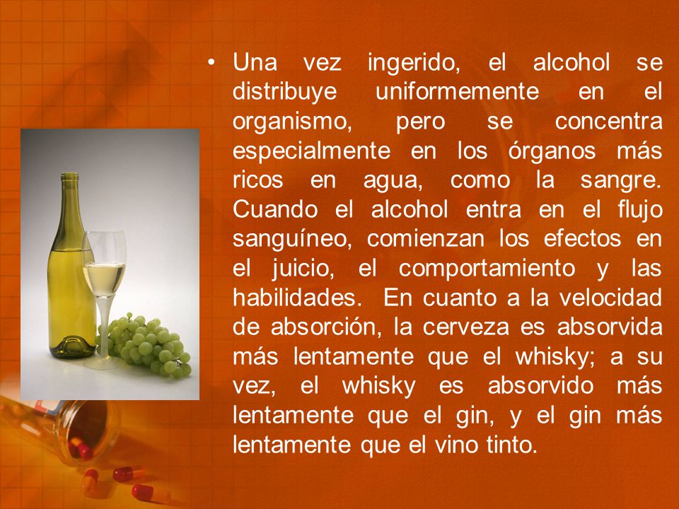 Una vez ingerido, el alcohol se distribuye uniformemente en el organismo, pero se concentra especialmente en los órganos más ricos en agua, como la sangre.