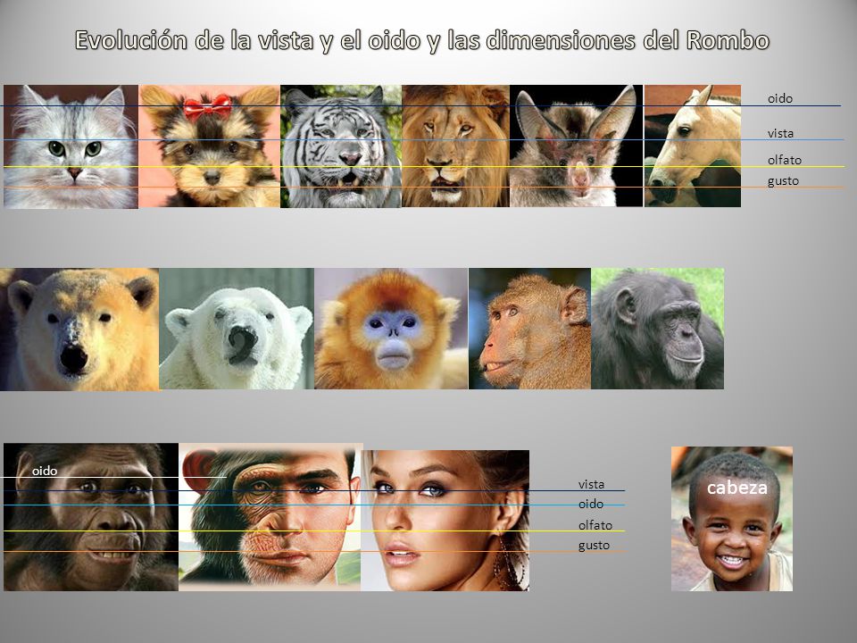 Evolución de la vista y el oido y las dimensiones del Rombo