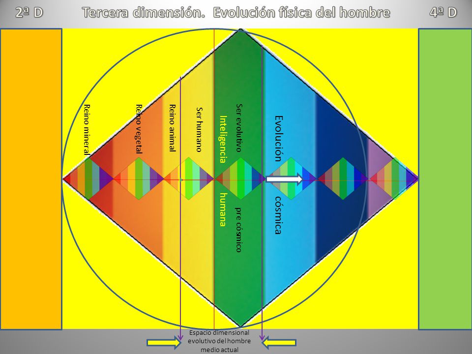 Espacio dimensional evolutivo del hombre medio actual