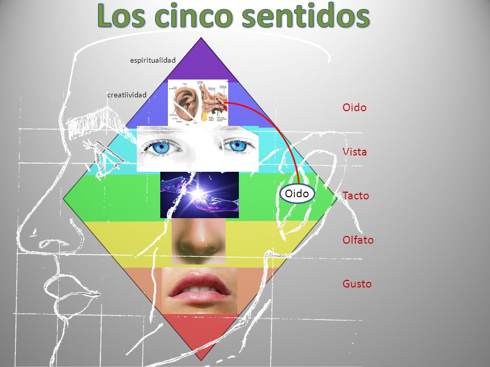 Los cinco sentidos Oido Vista Tacto Olfato Oido Gusto espiritualidad