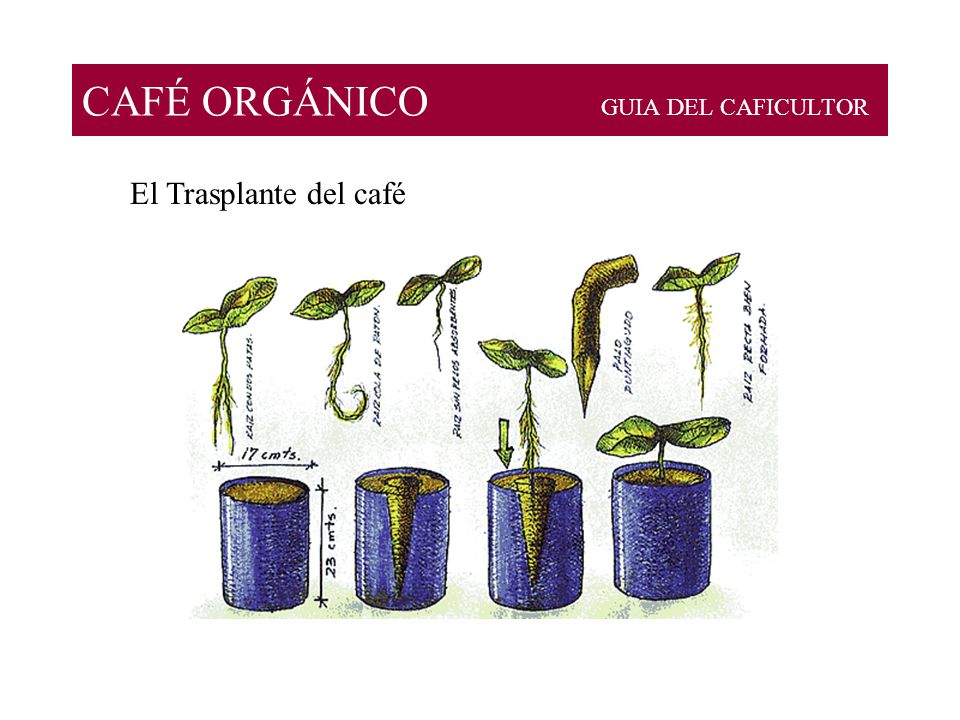 CAFÉ ORGÁNICO GUIA DEL CAFICULTOR