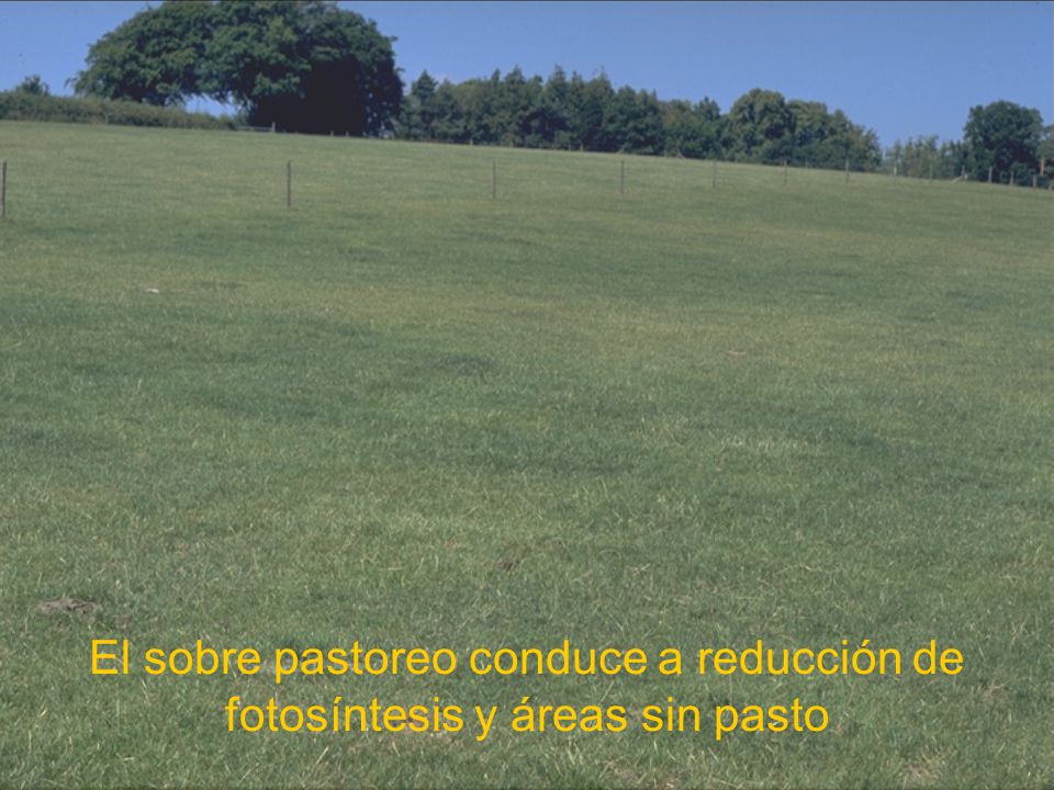 El sobre pastoreo conduce a reducción de fotosíntesis y áreas sin pasto
