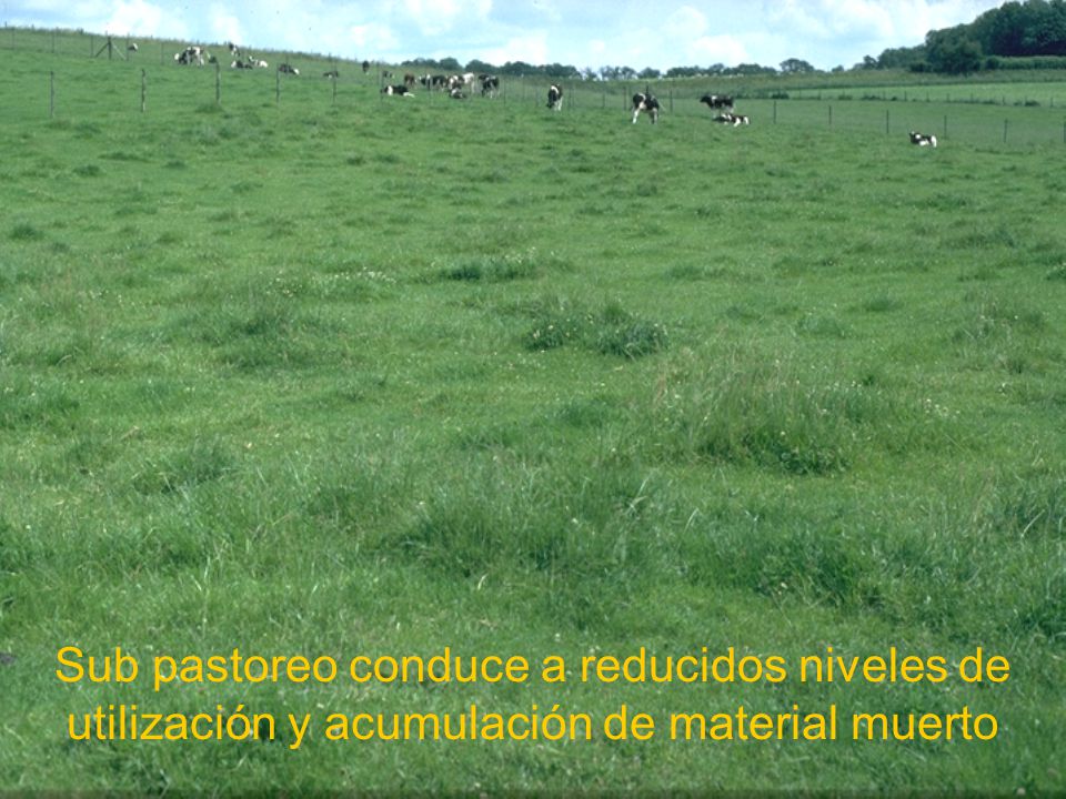 Sub pastoreo conduce a reducidos niveles de utilización y acumulación de material muerto