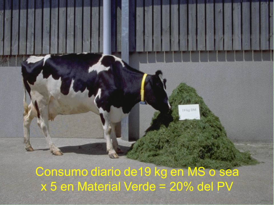 Consumo diario de19 kg en MS o sea x 5 en Material Verde = 20% del PV