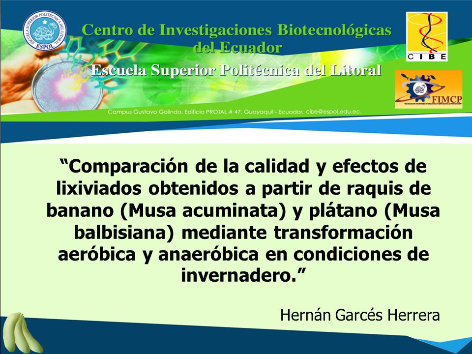 Comparación de la calidad y efectos de lixiviados obtenidos a partir de raquis de banano (Musa acuminata) y plátano (Musa balbisiana) mediante transformación aeróbica y anaeróbica en condiciones de invernadero.