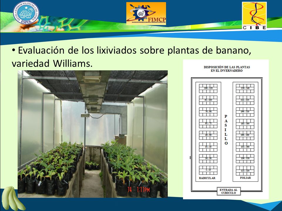 Evaluación de los lixiviados sobre plantas de banano, variedad Williams.
