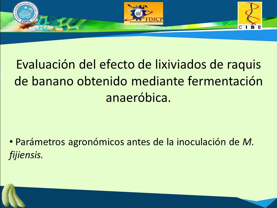 Evaluación del efecto de lixiviados de raquis de banano obtenido mediante fermentación anaeróbica.