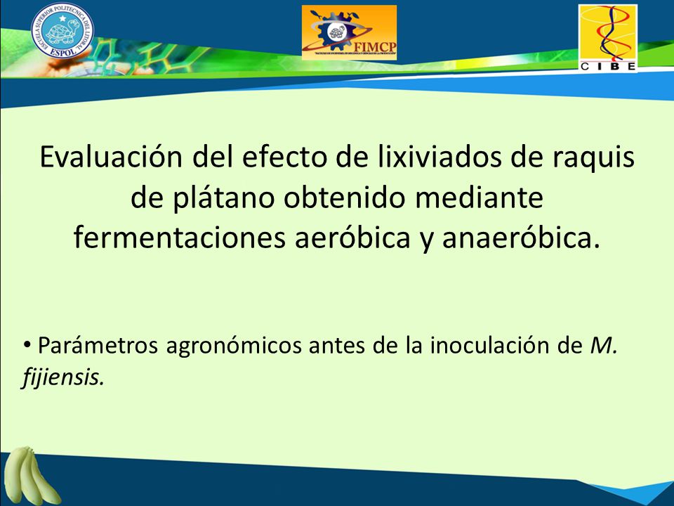 Evaluación del efecto de lixiviados de raquis de plátano obtenido mediante fermentaciones aeróbica y anaeróbica.