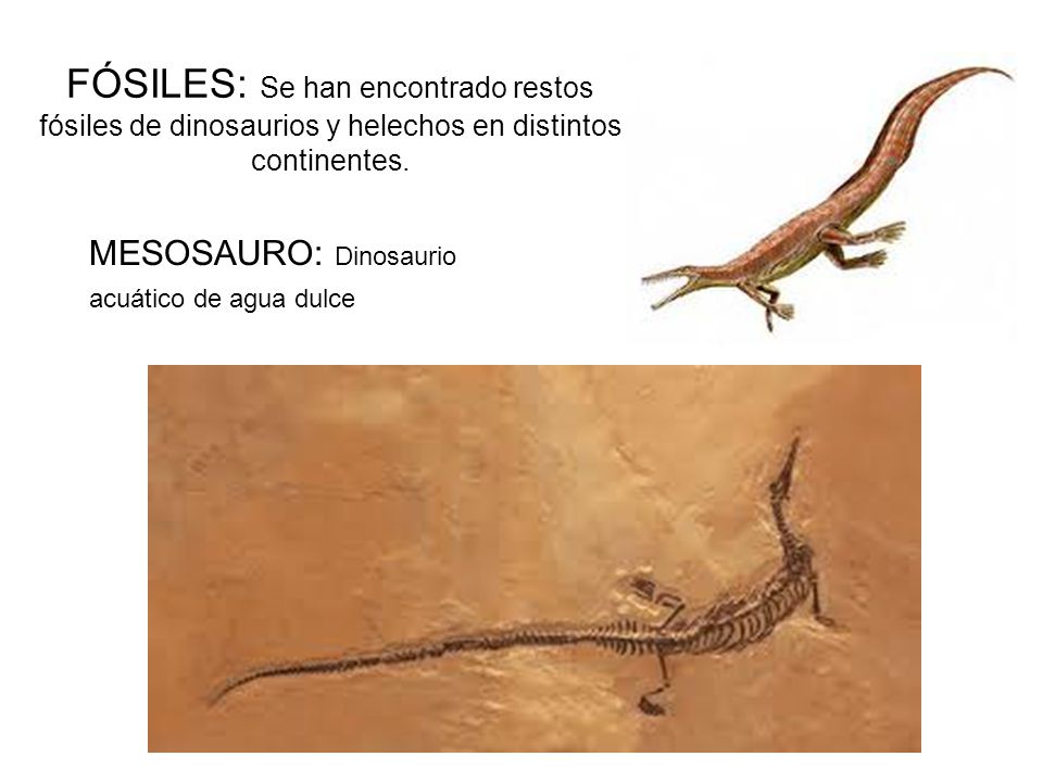 FÓSILES: Se han encontrado restos fósiles de dinosaurios y helechos en distintos continentes.