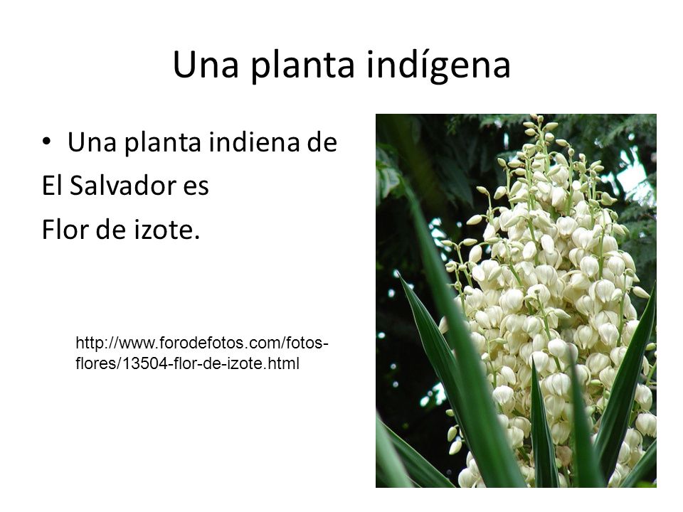 Una planta indígena Una planta indiena de El Salvador es