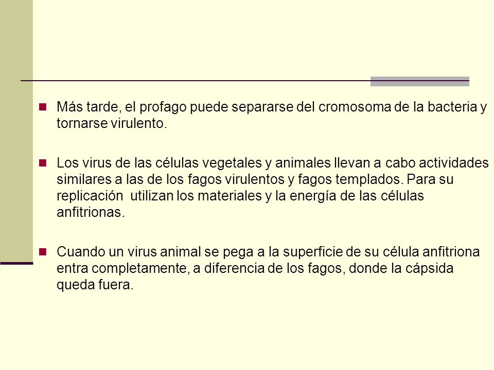 Más tarde, el profago puede separarse del cromosoma de la bacteria y tornarse virulento.