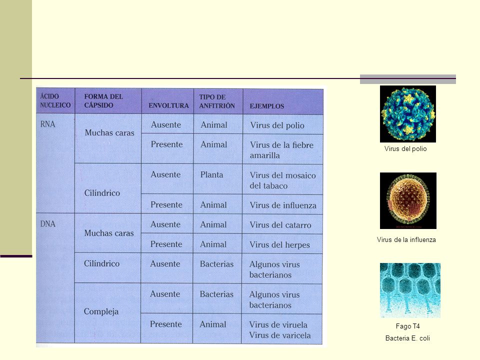 Virus del polio Virus de la influenza Fago T4 Bacteria E. coli