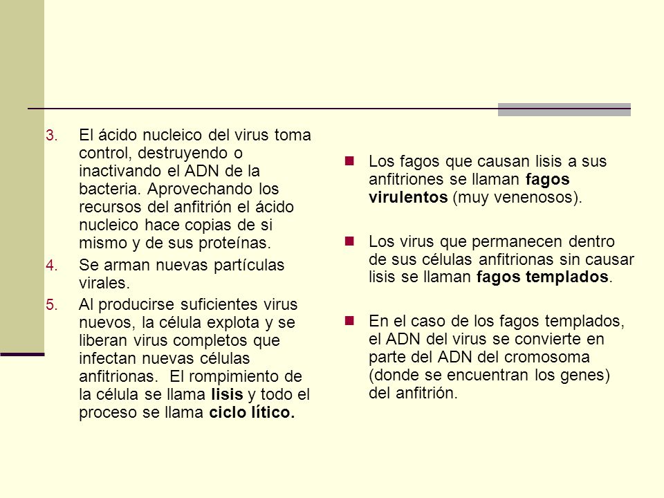 El ácido nucleico del virus toma control, destruyendo o inactivando el ADN de la bacteria. Aprovechando los recursos del anfitrión el ácido nucleico hace copias de si mismo y de sus proteínas.