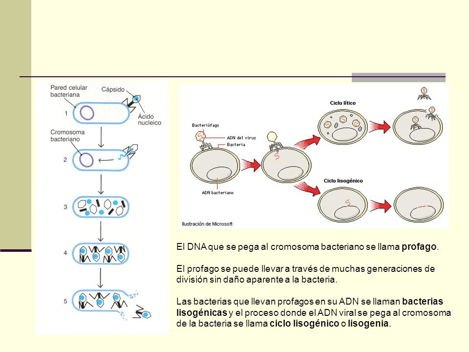 El DNA que se pega al cromosoma bacteriano se llama profago.