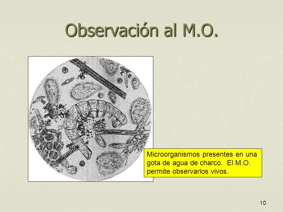 Observación al M.O. Microorganismos presentes en una gota de agua de charco.