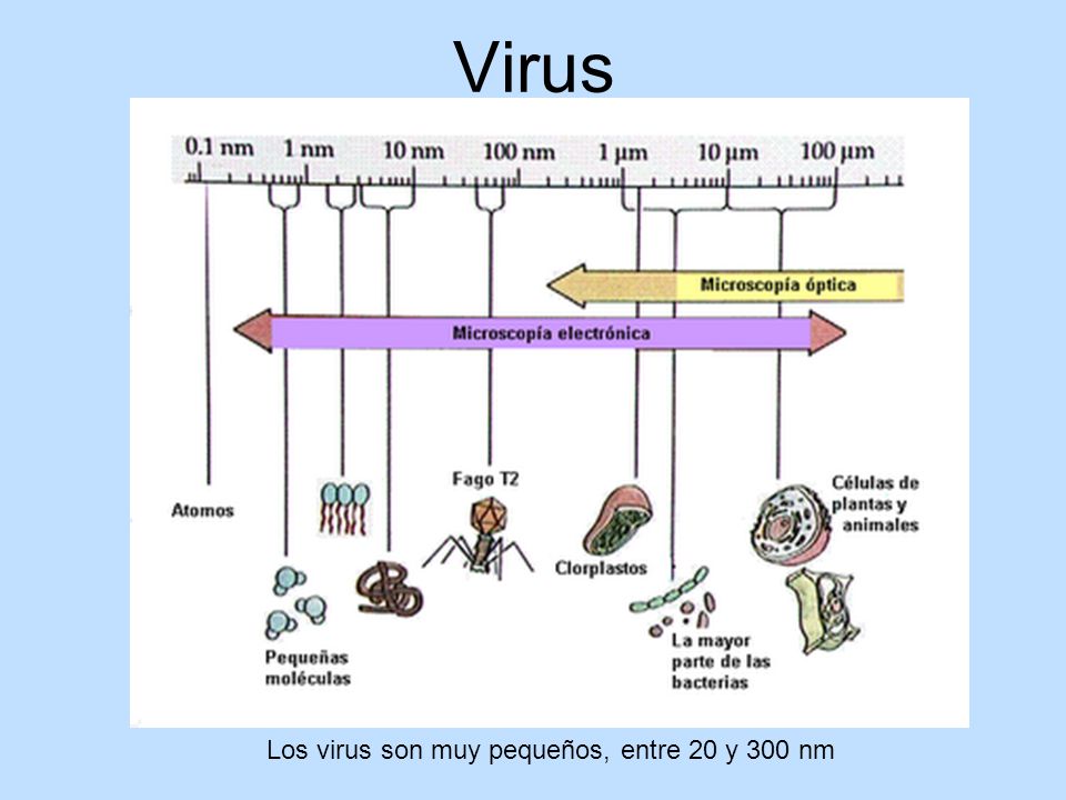 Virus Los virus son muy pequeños, entre 20 y 300 nm