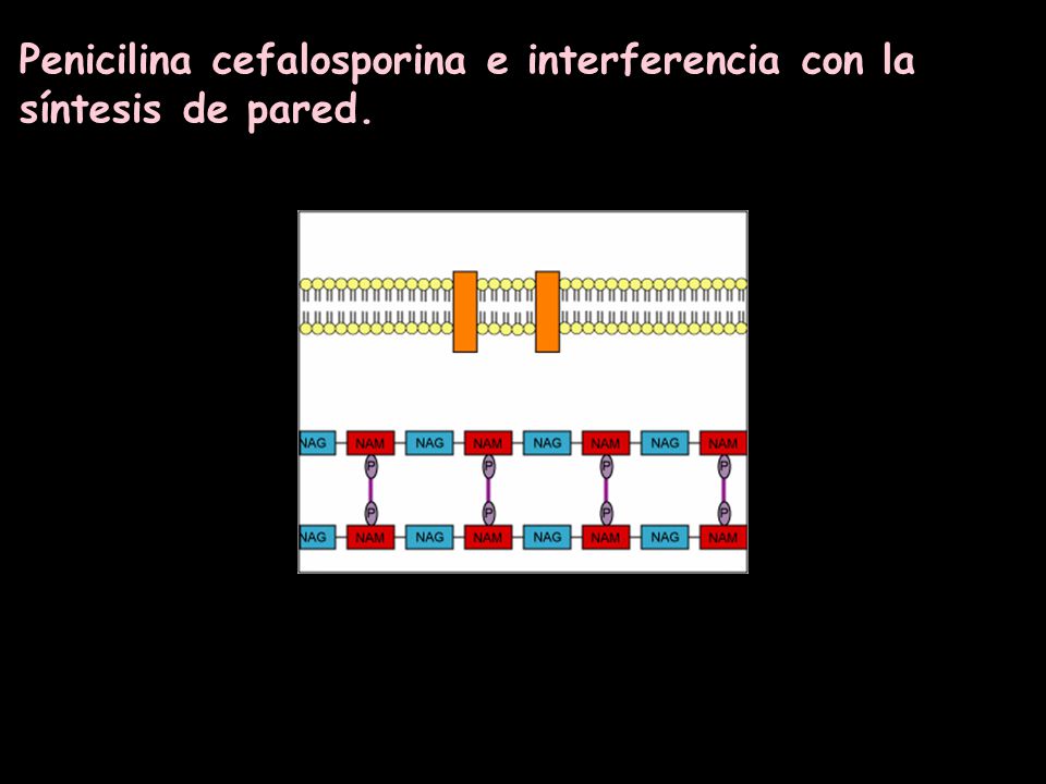 Penicilina cefalosporina e interferencia con la síntesis de pared.
