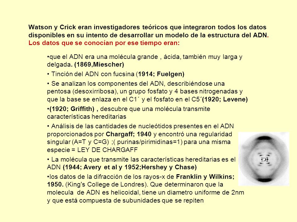 Watson y Crick eran investigadores teóricos que integraron todos los datos disponibles en su intento de desarrollar un modelo de la estructura del ADN. Los datos que se conocían por ese tiempo eran: