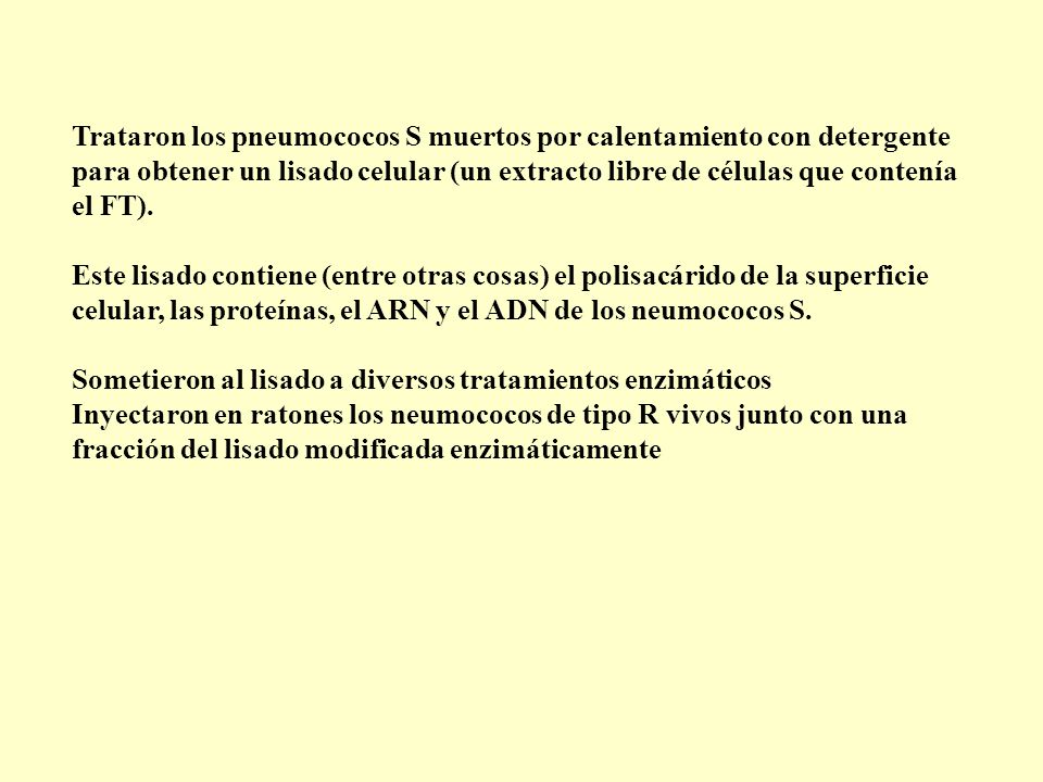 Trataron los pneumococos S muertos por calentamiento con detergente para obtener un lisado celular (un extracto libre de células que contenía el FT).